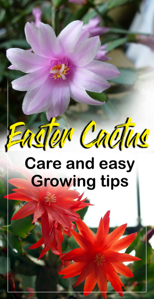 Easter cactus | holiday cactus | thanksgiving cactus