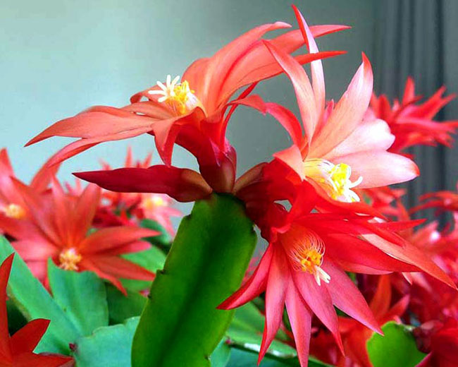 How to care for Easter cactus | Growing Easter cactus in a container ...