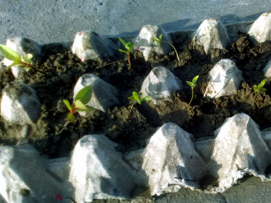 egg carton seed starter