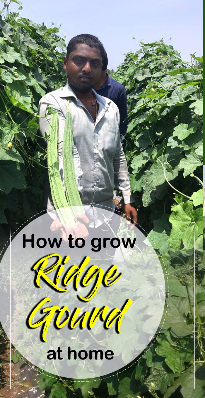 Ridge Gourd | Growing Ridge Gourd | Turai | Luffaacutangula