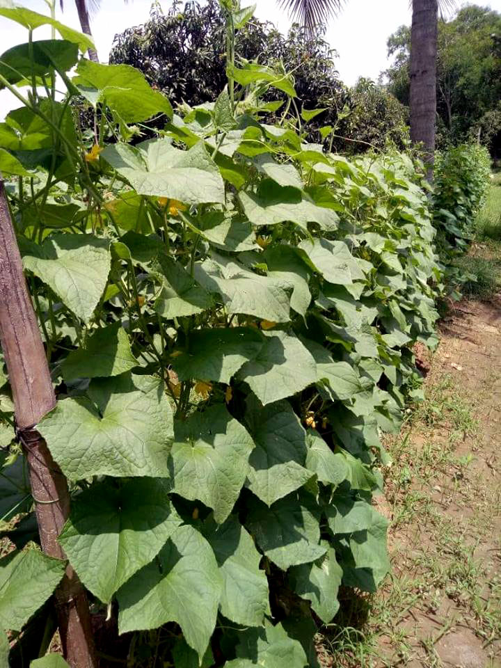 Ridge Gourd | Growing Ridge Gourd | Turai