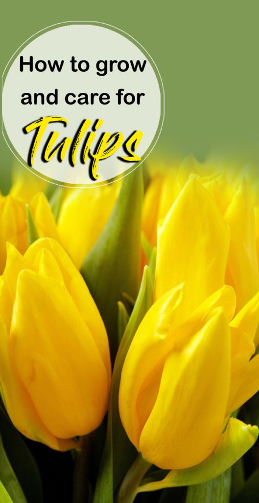 Tulip