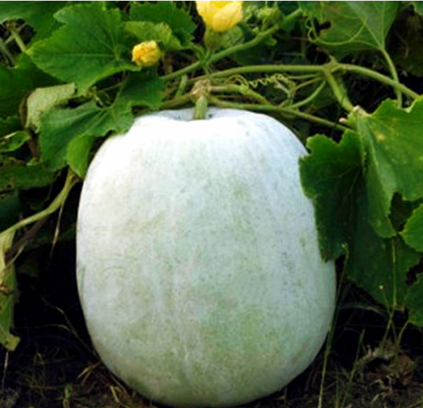 Ash gourd