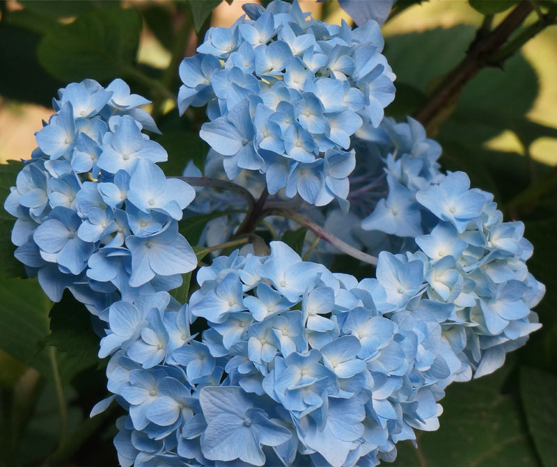 Blue flowers