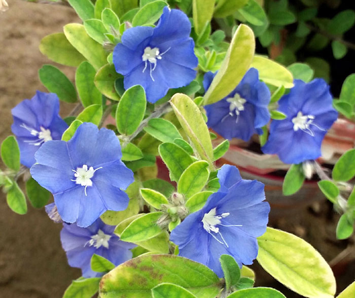 Blue flowers