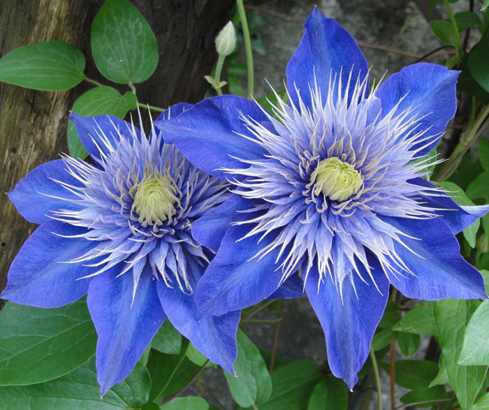 Blue flowers