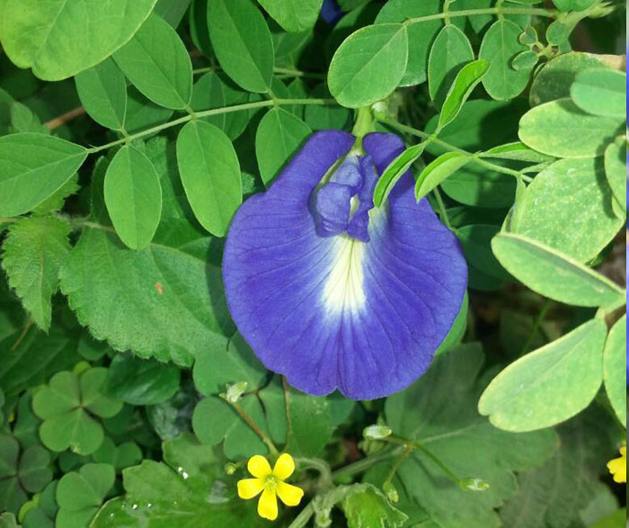 Blue flowers