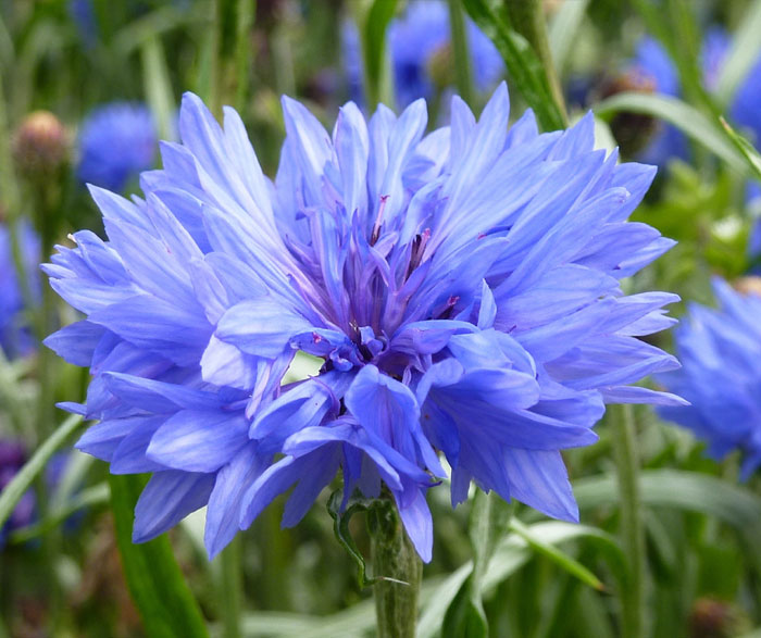 Blue flowers