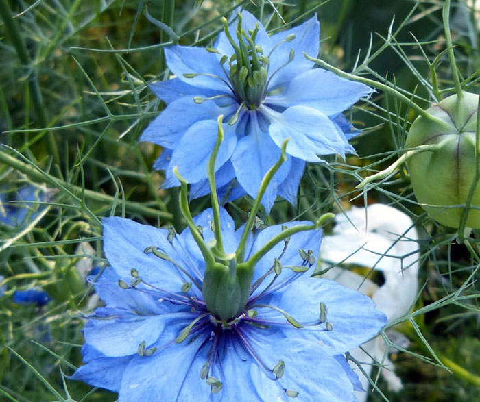 Blue flowers