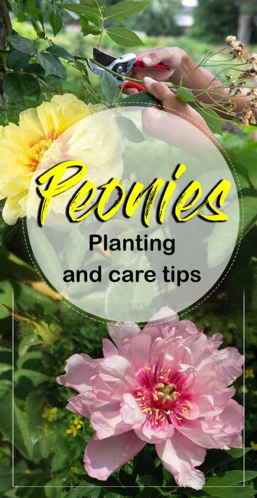 peonies flower | how to grow peonies | itoh peonies