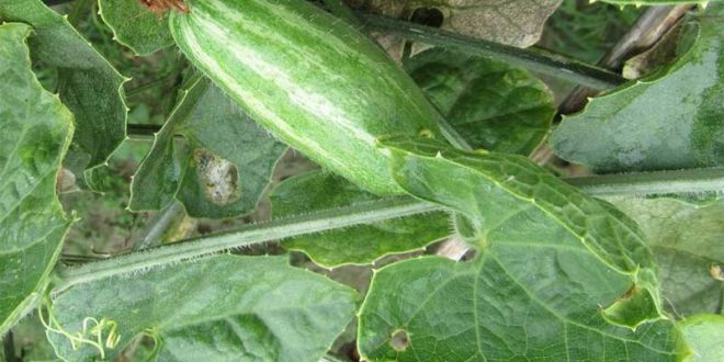 Pointed gourd cultivation | How to grow pointed gourd | Parwal