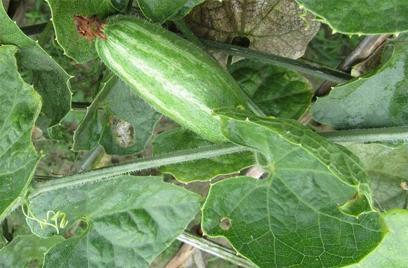 Pointed gourd cultivation | How to grow pointed gourd | Parwal