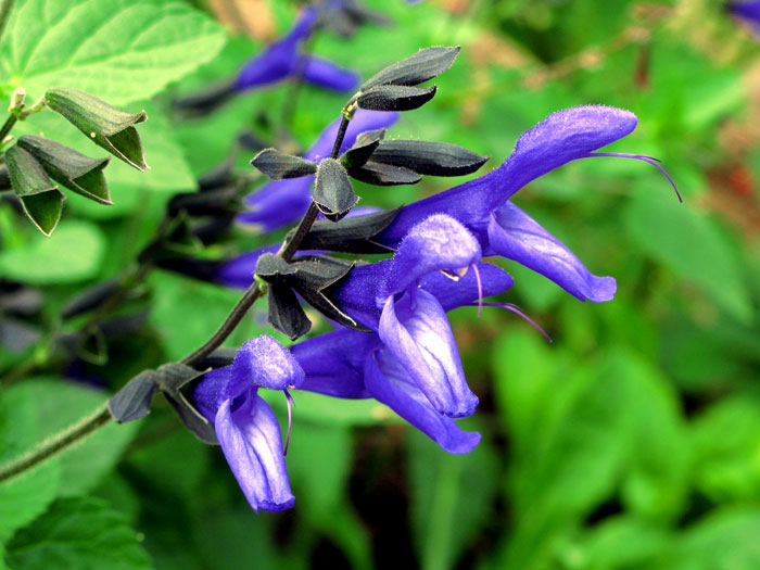 Blue flowers