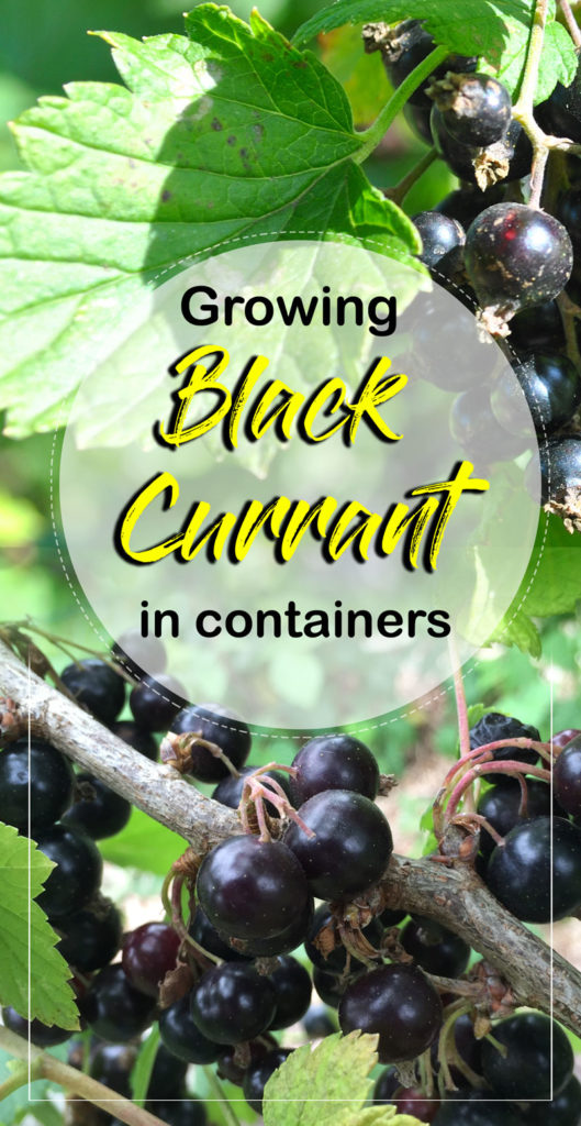 Black currant