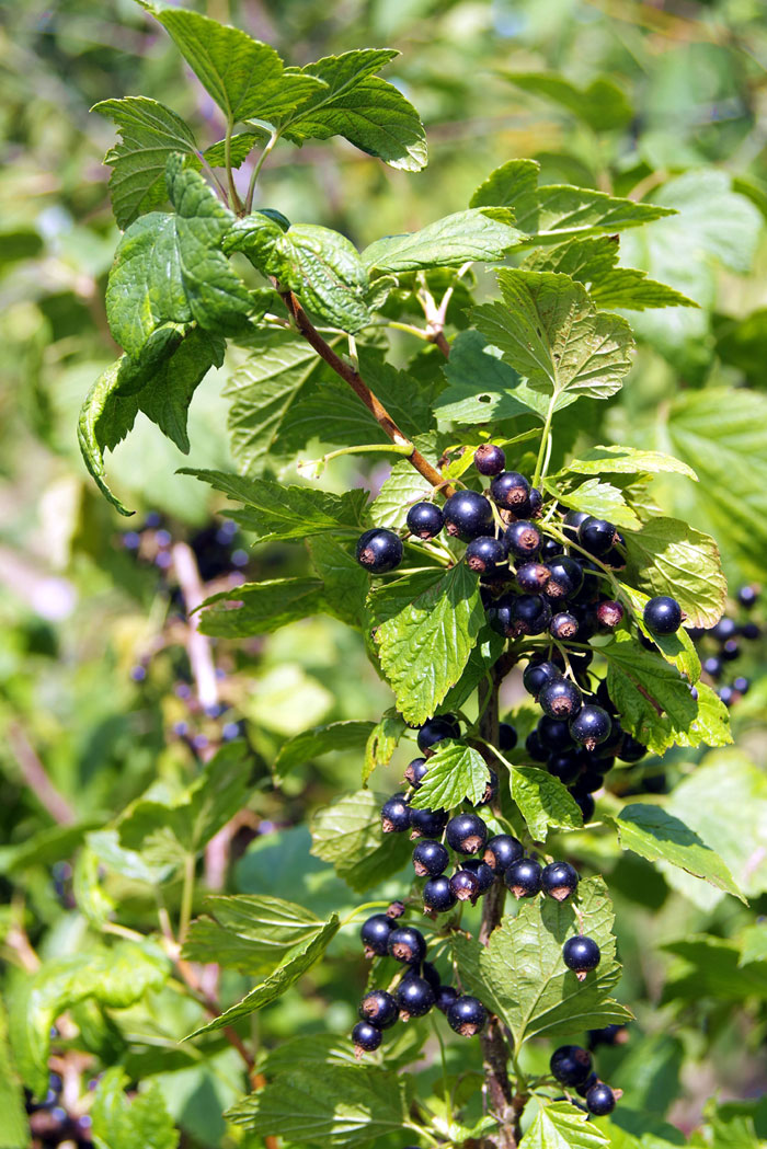 how-to-grow-black-currant-growing-black-currant-in-containers