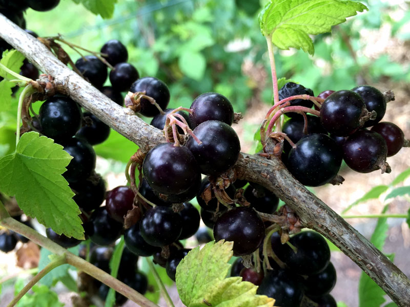How to grow Black currant | Growing Black currant  in containers