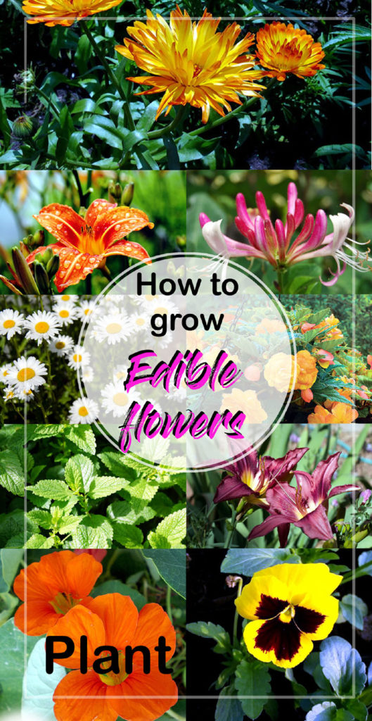  Edible Flowers | best edible flowers