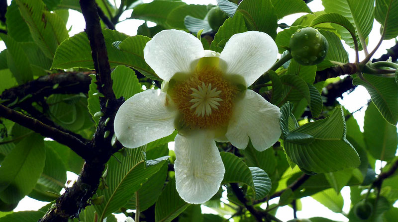 Elephant apple | Growing condition and Health Benefits