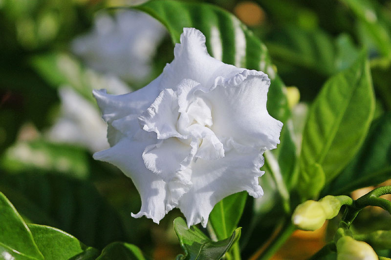 White flowers