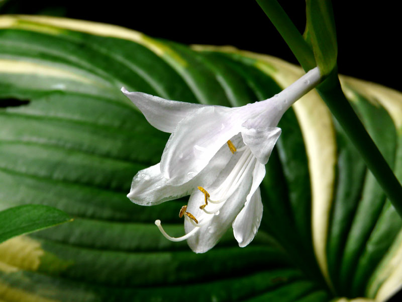 Hosta | plantain lily