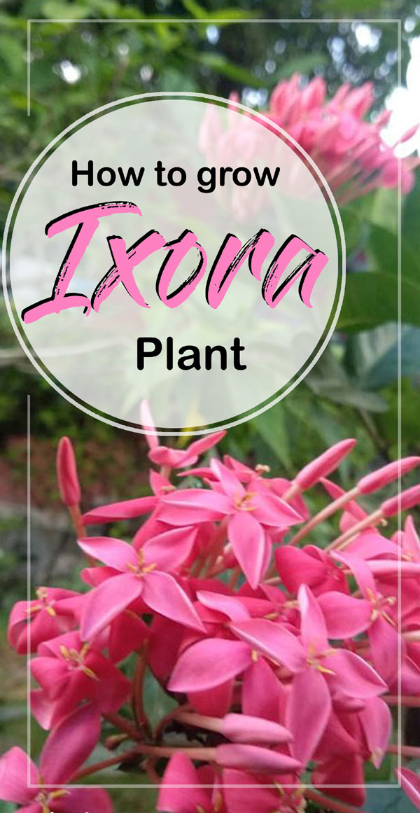 Ixora plant | Jungle Geranium