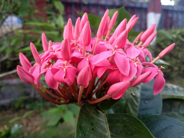 Growing and caring Ixora houseplants | How to grow Ixora plant | Ixora ...