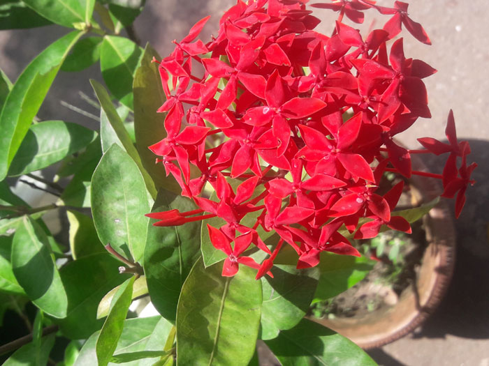 Ixora