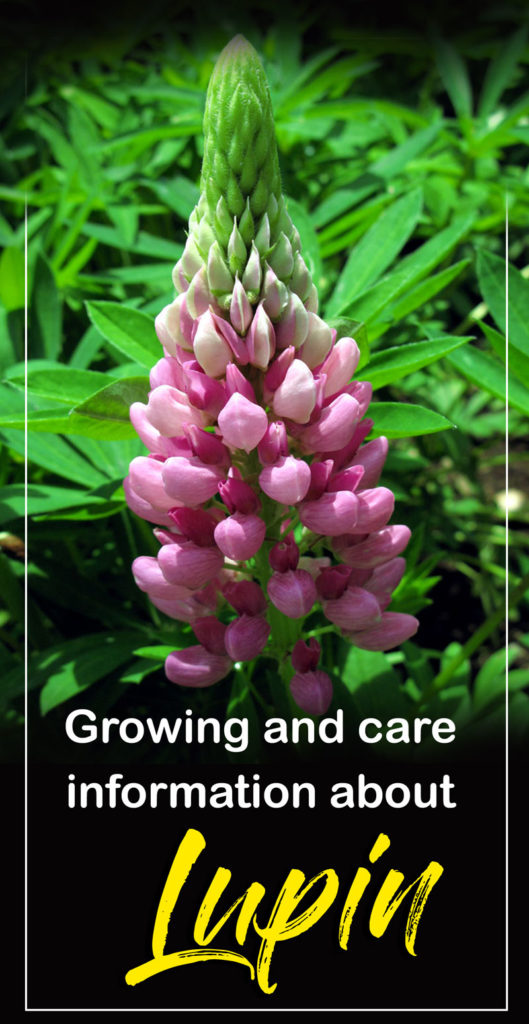 Growing Lupine flowers | Lupin plant | perennial