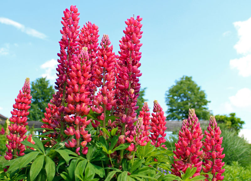 Lupin flowers