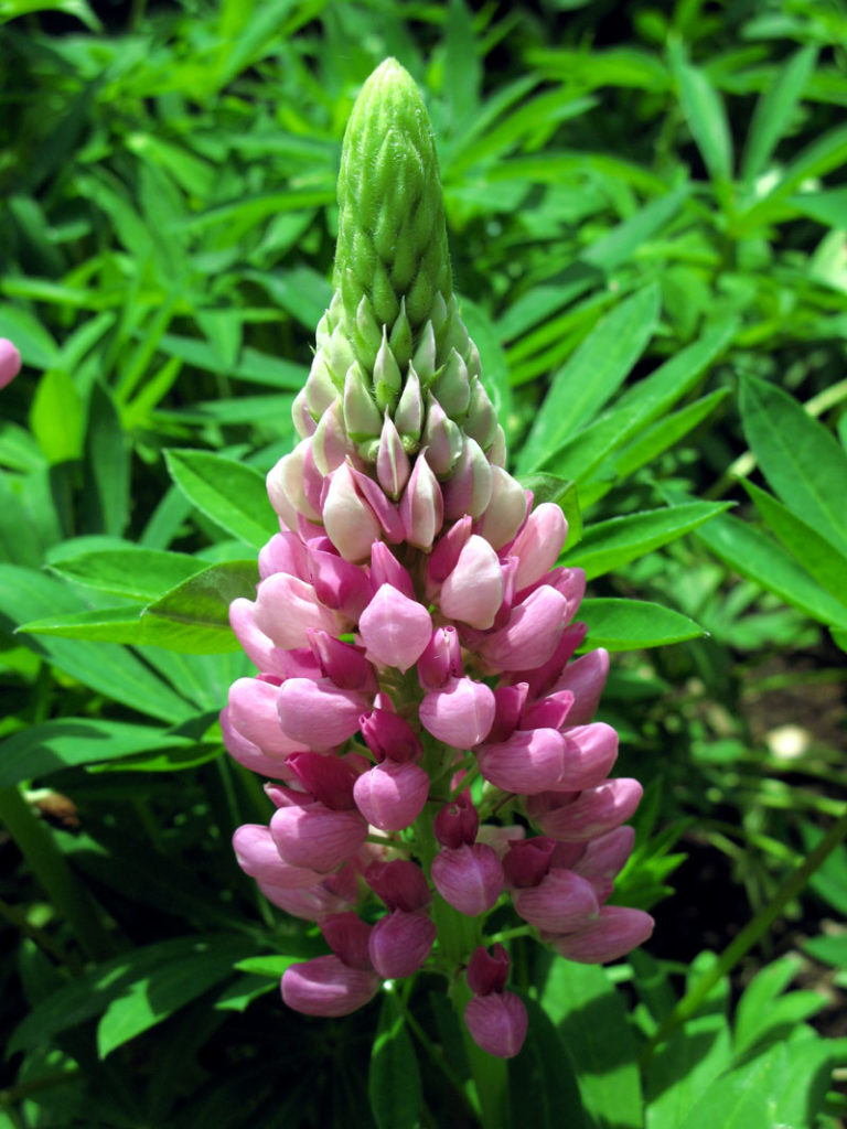 How To Grow Lupin | Growing Lupine Flowers | Lupin Plant Care - Naturebring