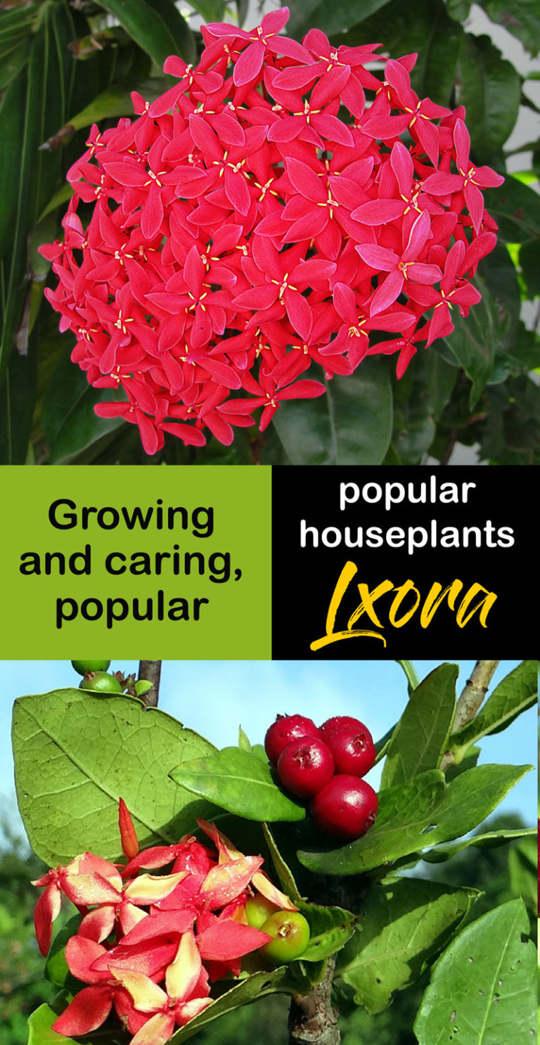 Growing and caring Ixora houseplants | How to grow Ixora plant | Ixora ...