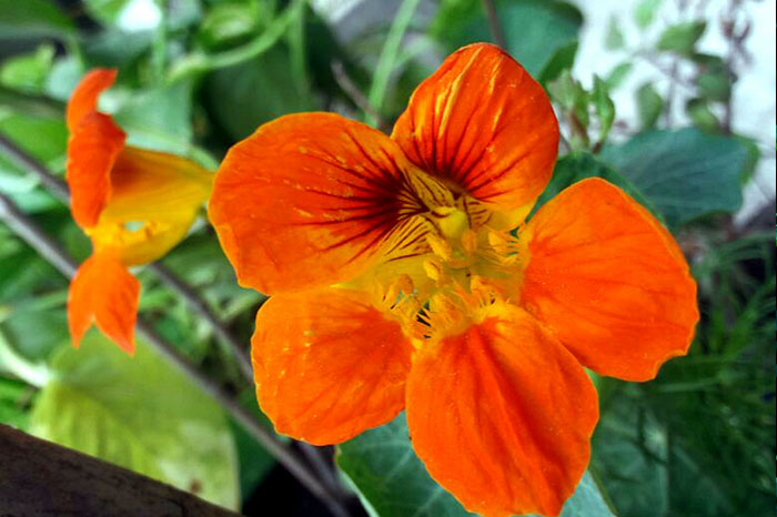  Edible Flowers