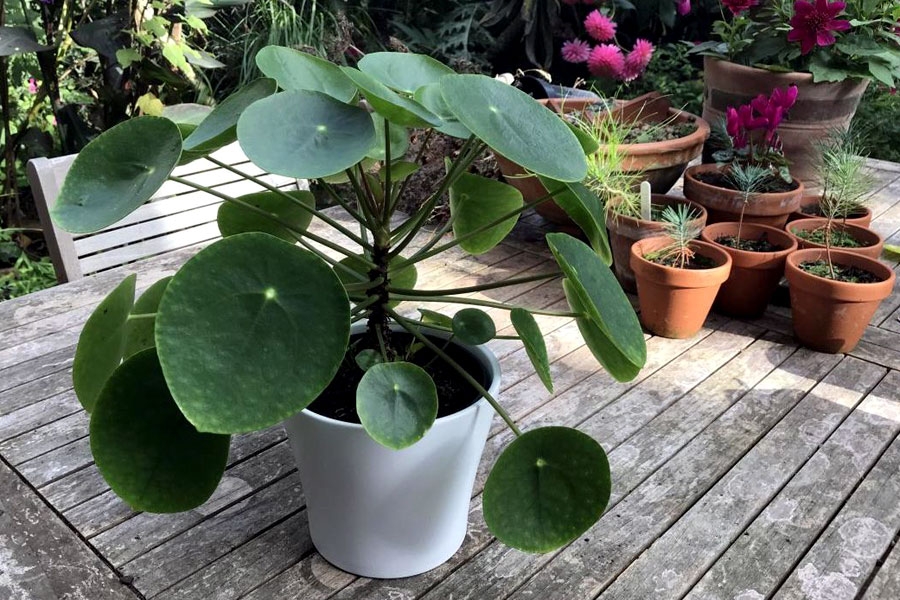 Pilea Peperomioides | Chinese money plant | Indoor plant