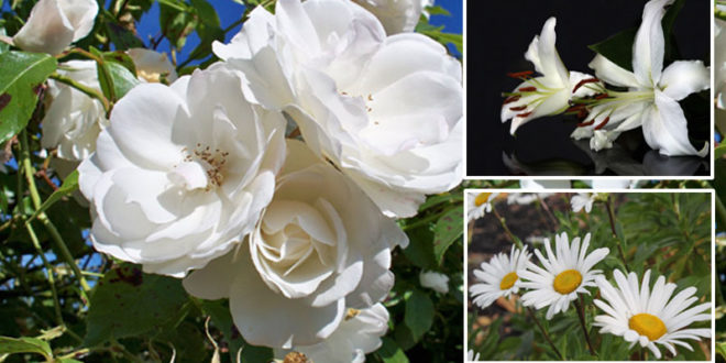 White flowers | create a peaceful landscape - NatureBring