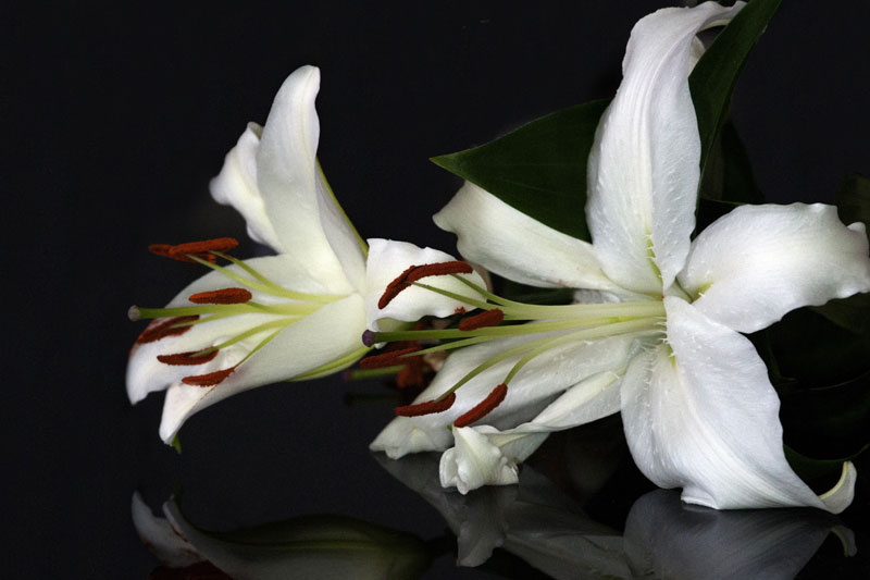 White flowers