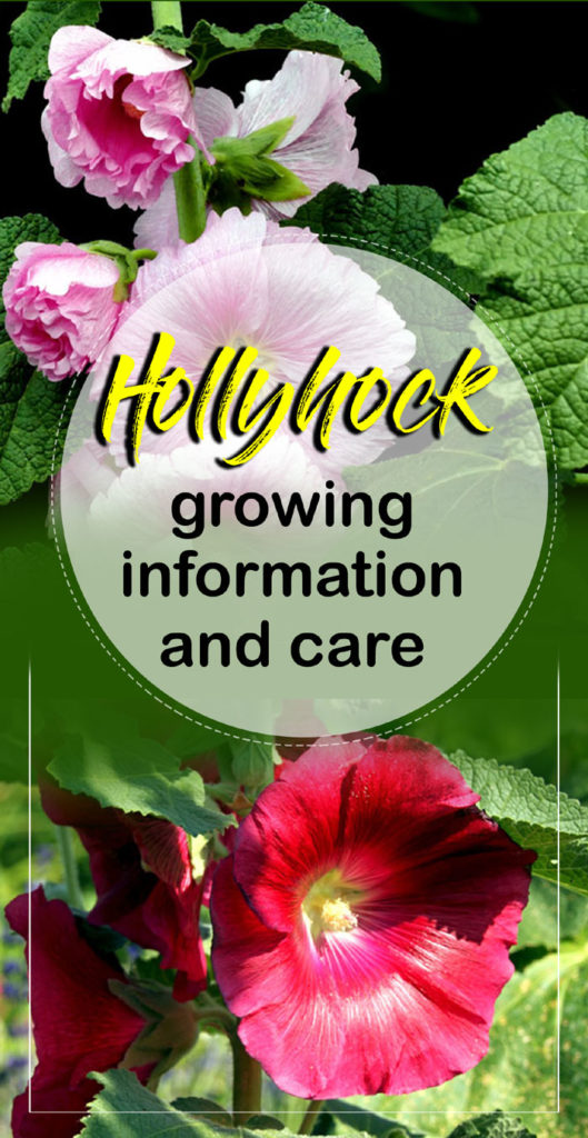 How To Grow Hollyhock Growing And Caring Hollyhocks Naturebring