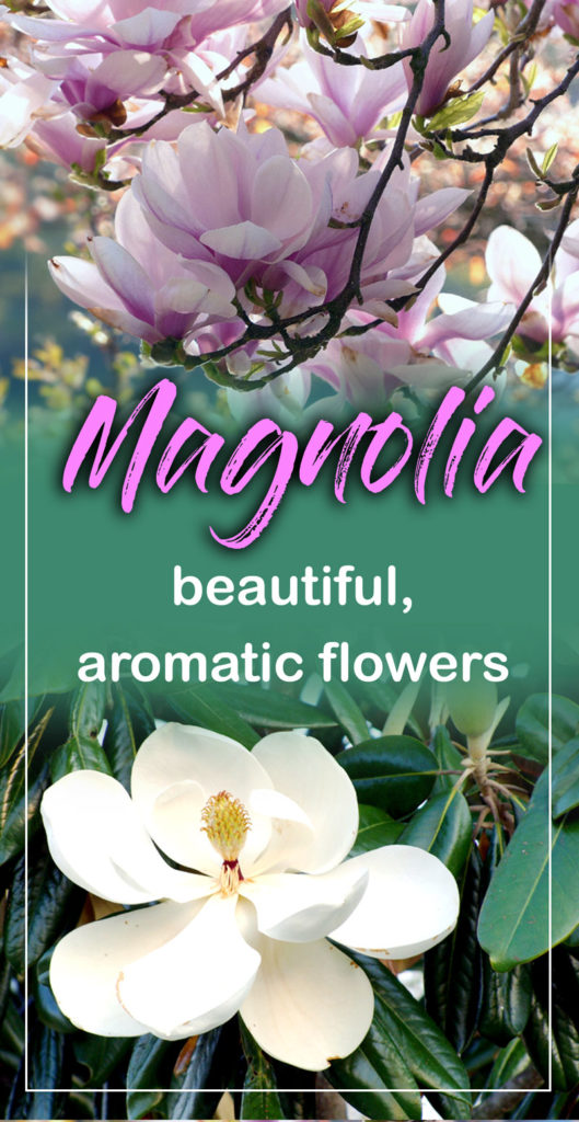 Magnolia