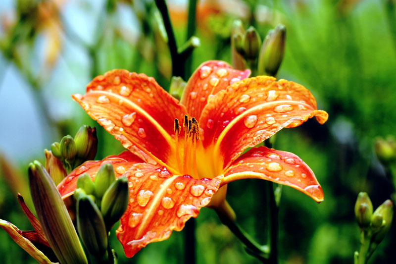 Growing Daylily | How to grow daylilies | Hemerocallis | Daylily care