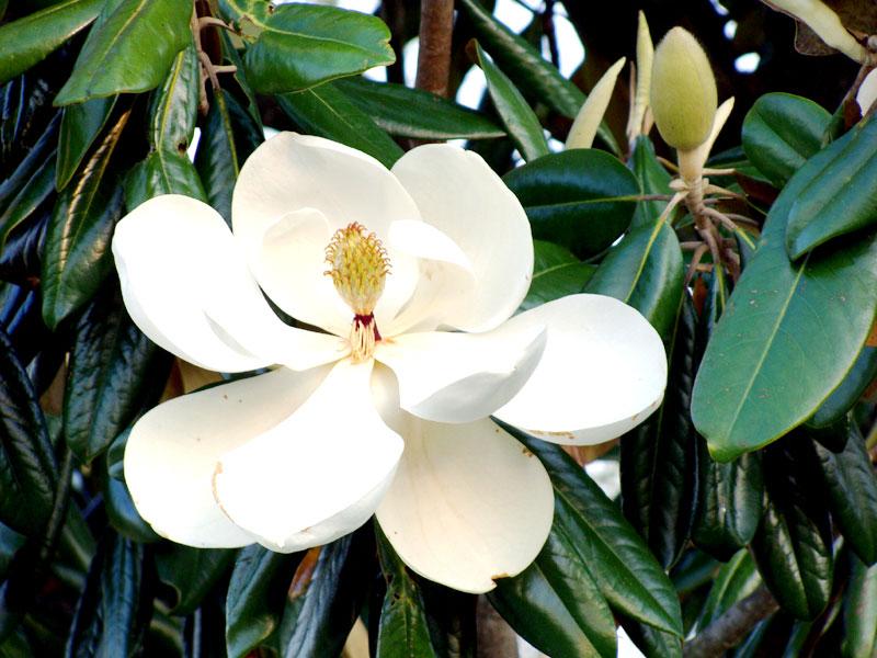 Magnolia