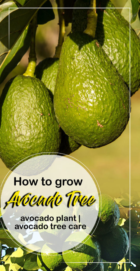 Avocado tree | growing avocado | avocado plant