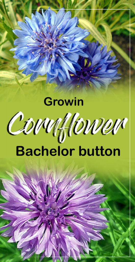 Growing Cornflower Bachelor button Cornflower care