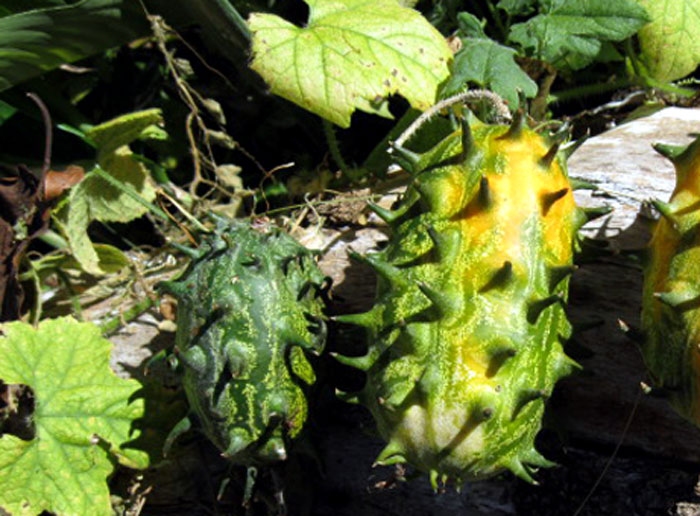 kiwano fruit