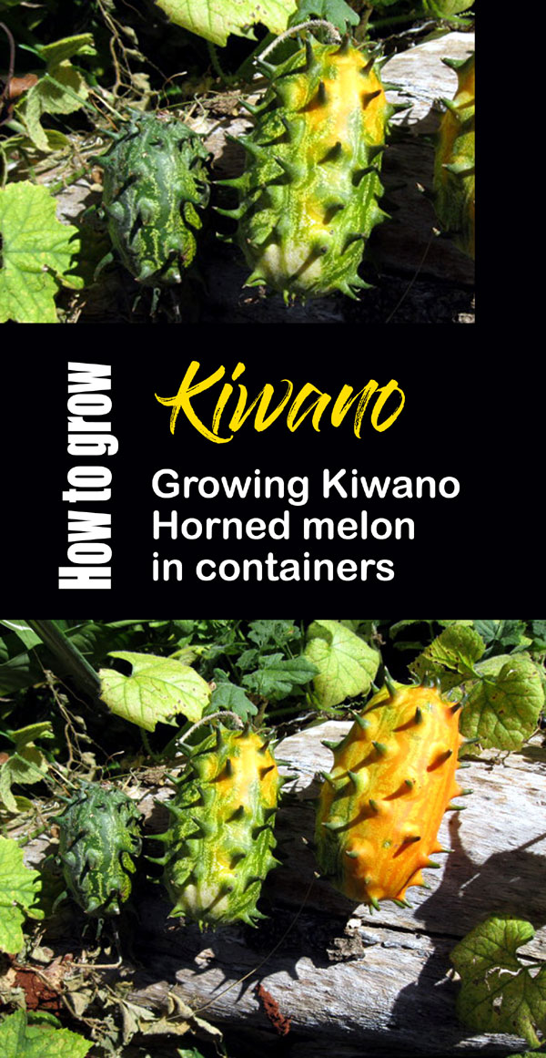 Kiwano melon | African horned cucumber | 