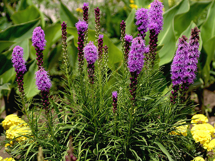 How to grow Liatris | Blazing star | growing Liatris Plants in containers