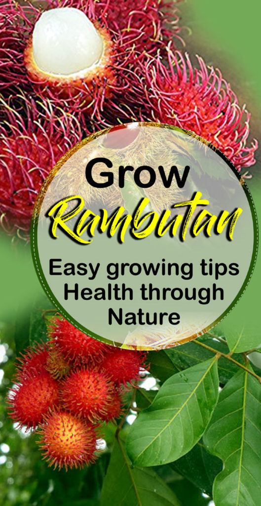 Rambutan