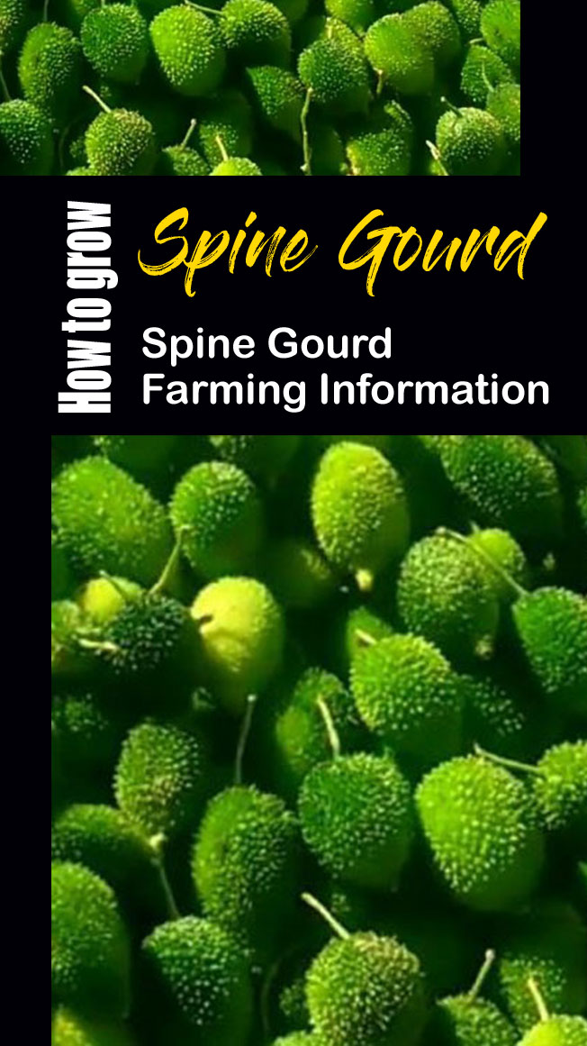 How to grow Spine Gourd | khekhsa 