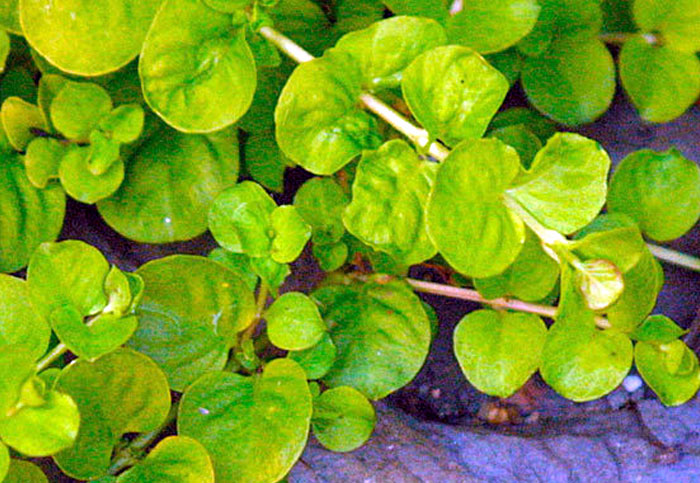 Creeping Jenny