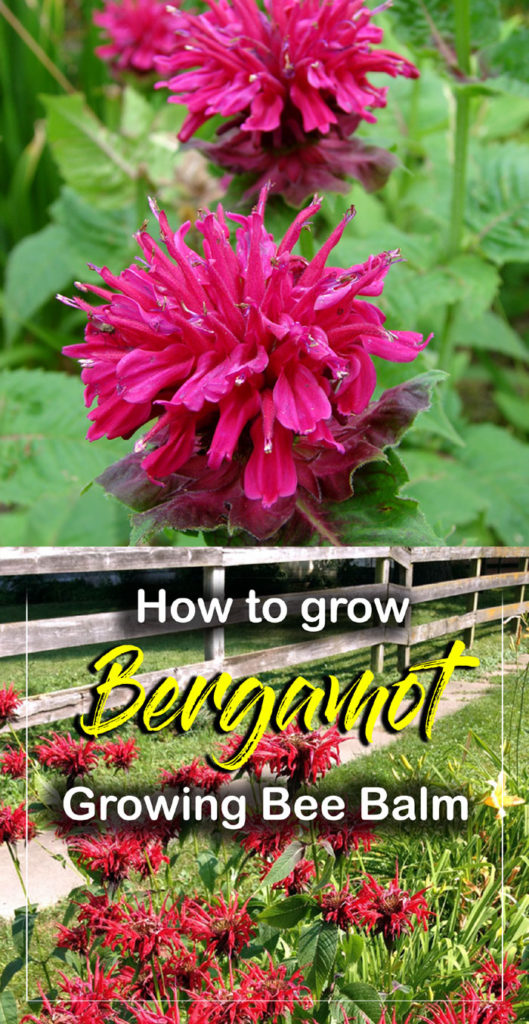 Bergamot 