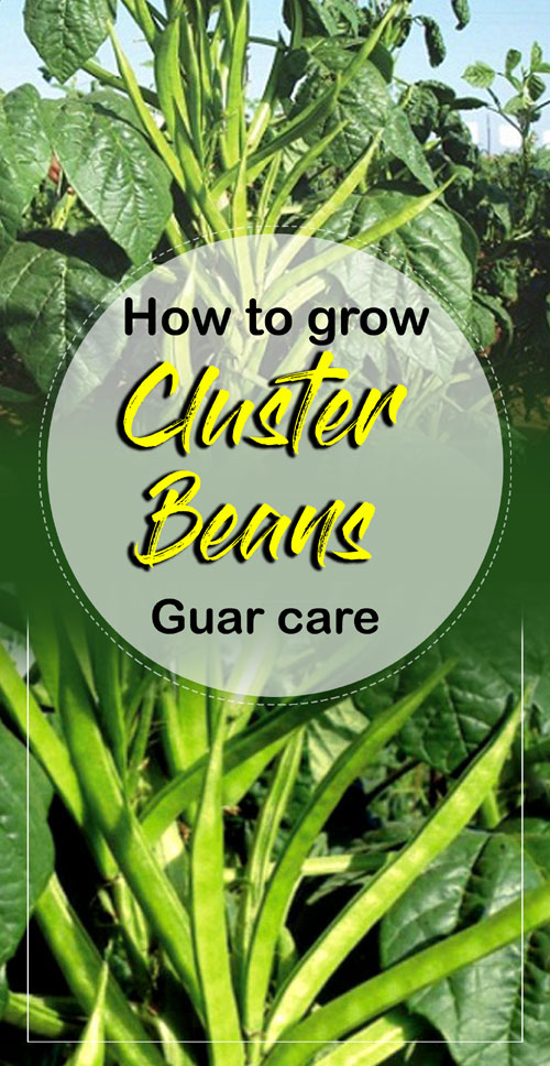 Cluster Beans | Cyamopsis tetragonolob | Guar