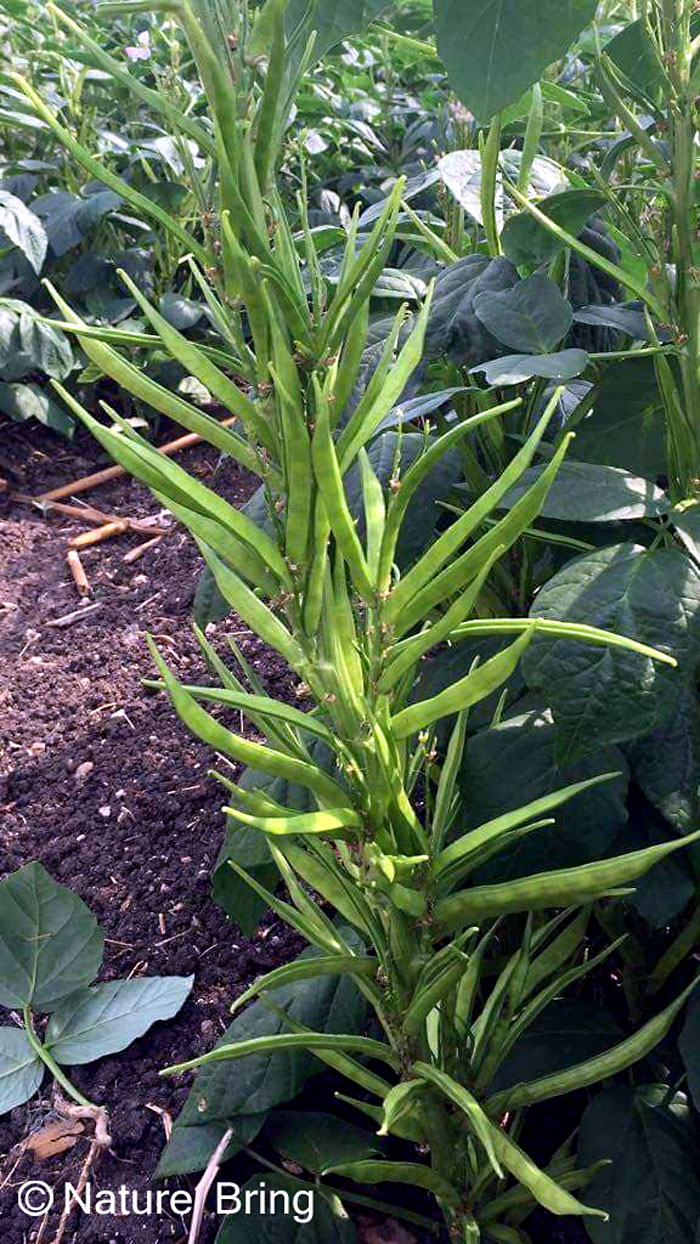 How to Grow Cluster Beans | Growing Cluster beans | Guar care